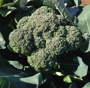 broccoli