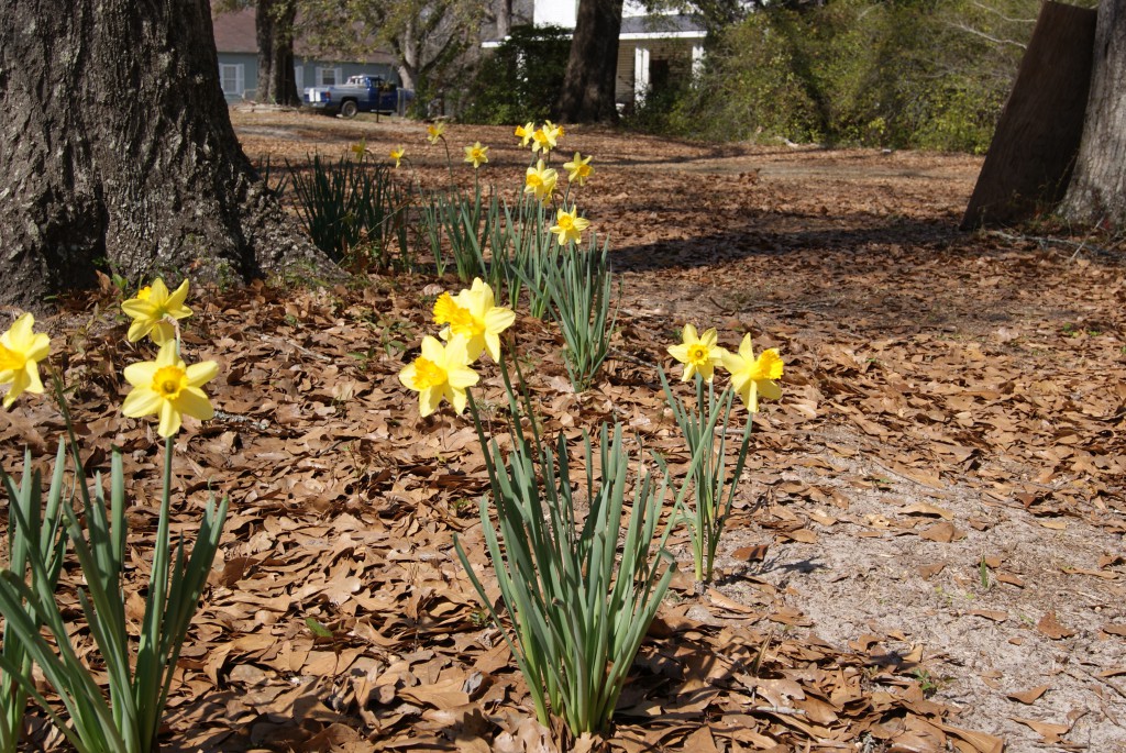 Daffodil bulbs under trees. Image credit Matthew Orwat