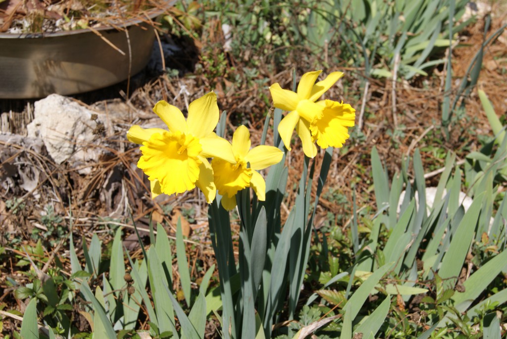Daffodil in bloom. Image Credit Matthew Orwat