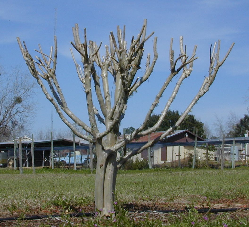 Crapemyrtle Cultivars for North Florida
