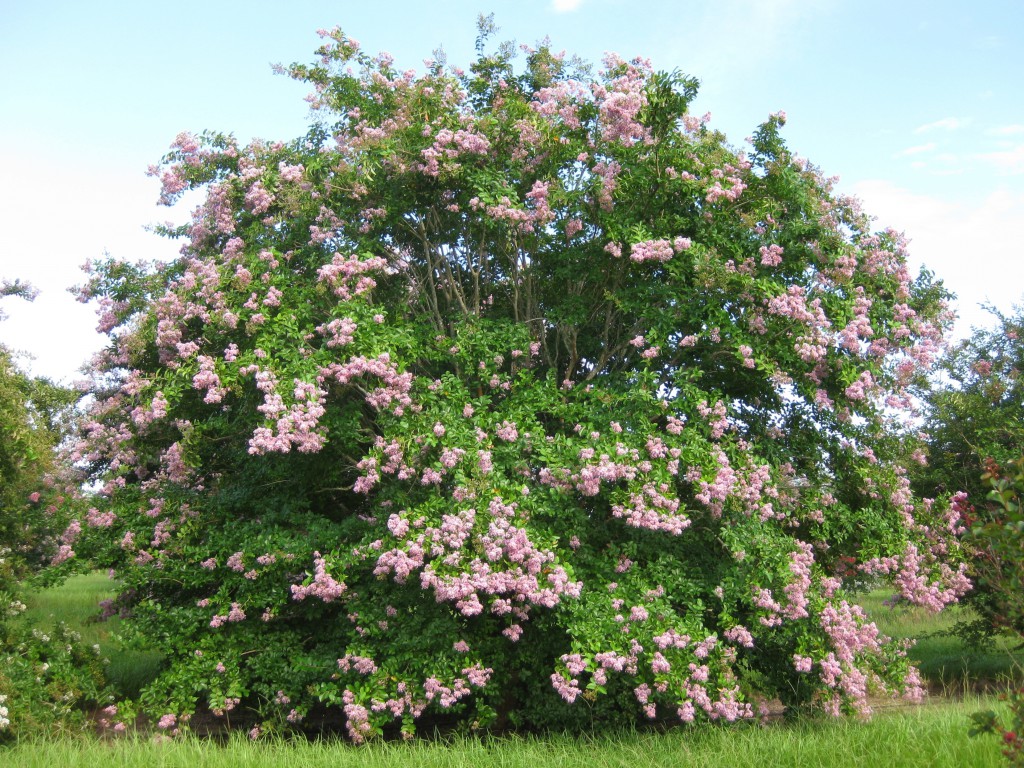 Figure 3. With proper cultivar selection and placement in the landscape, crapemyrtle develops into a beautifully shaped tree that rarely needs pruning. This crapemyrtle is 'Muskogee'. Image Credit Gary Knox