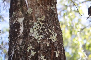 Lichen on trunk of oak tree.  Image:  Julie McConnell, UF/IFAS