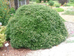 Dwarf Yaupon hollies will naturally form a mound without pruning. Credit: Beth Bolles, UF IFAS Extension Escambia County