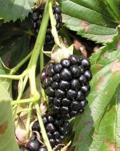 blackberry12