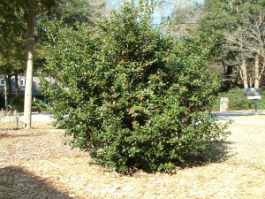 Burford holly is a beautiful holly that gives birds a place to hide.   Credit:  Beth Bolles, UF IFAS Extension Escambia County