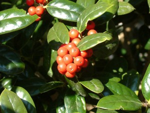 Hollies also attract bees to the landscape. Credit: Beth Bolles, UF IFAS Extension Escambia County