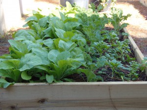 This raised bed garden is used at the Roy Hyatt Environmental Center to teach youth about gardening and provide food for numerous animals housed at the center.  Photo credit: Molly O'Connor