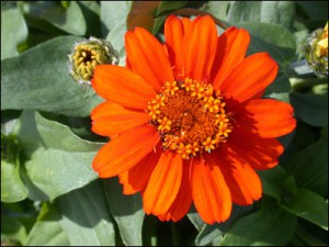 Zinnias come in a variety of colors, shapes and sizes. Photo courtesy of UF/IFAS.