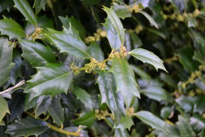 Holly flowers will soon open.   Photo:  Beth Bolles, UF IFAS Escambia County Extension