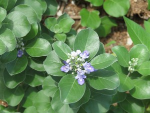 Beach vitex is a newly introduced invasive found on our local barrier island due systems.  Photo credit: Rick O'Connor