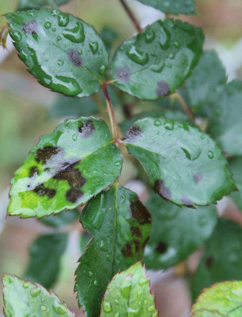 Wet, blackspot affected leaves. Image Credit Matthew Orwat