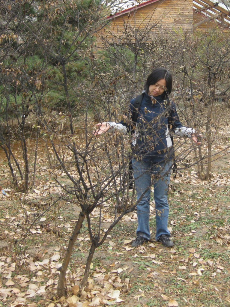 Figure 3. Dr. Gu is dismayed at seeing this crapemyrtle planting infested by scale (note the black sooty mold on stems). [Photo by Gary Knox in Beijing, China]