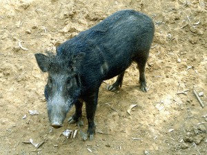 Wild hogs cause significant damage to ecosystems throughout Florida.