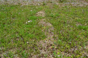 Mole tunnel in weedy area.  Photo:  Beth Bolles, UF IFAS Extension Escambia County