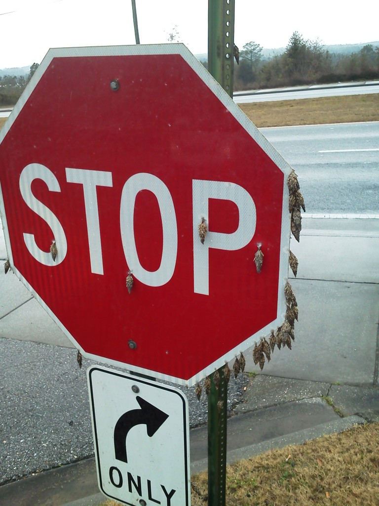 Bagworms on a stop sign