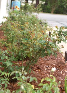 Properely pruned plants will produce vigroous new growth and ample new flowers. While these roses were pruned in February, it will be time to prune azaleas right after bloom.