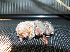 A rare set of twin Seminole bat pups with their mother. Photo credit: Carrie Stevenson