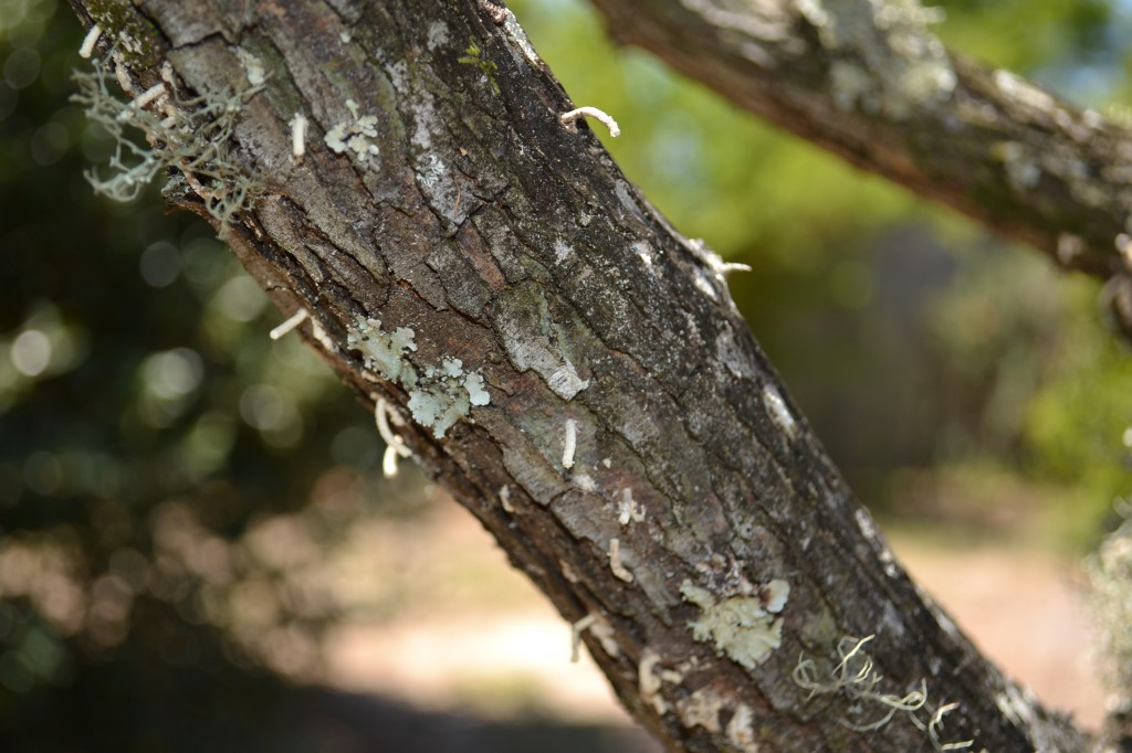 Frass (toothpick-like projections) extends from entry holes on a Jeruselum thorn damaged by cold temperatures.  Photo by Beth Bolles, UF IFAS Escambia Extension