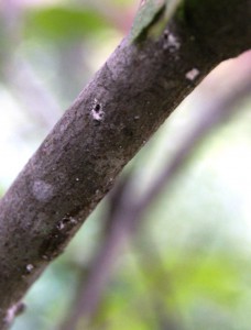 Ambrosia Beetle Entry Point. Photo by Matthew Orwat