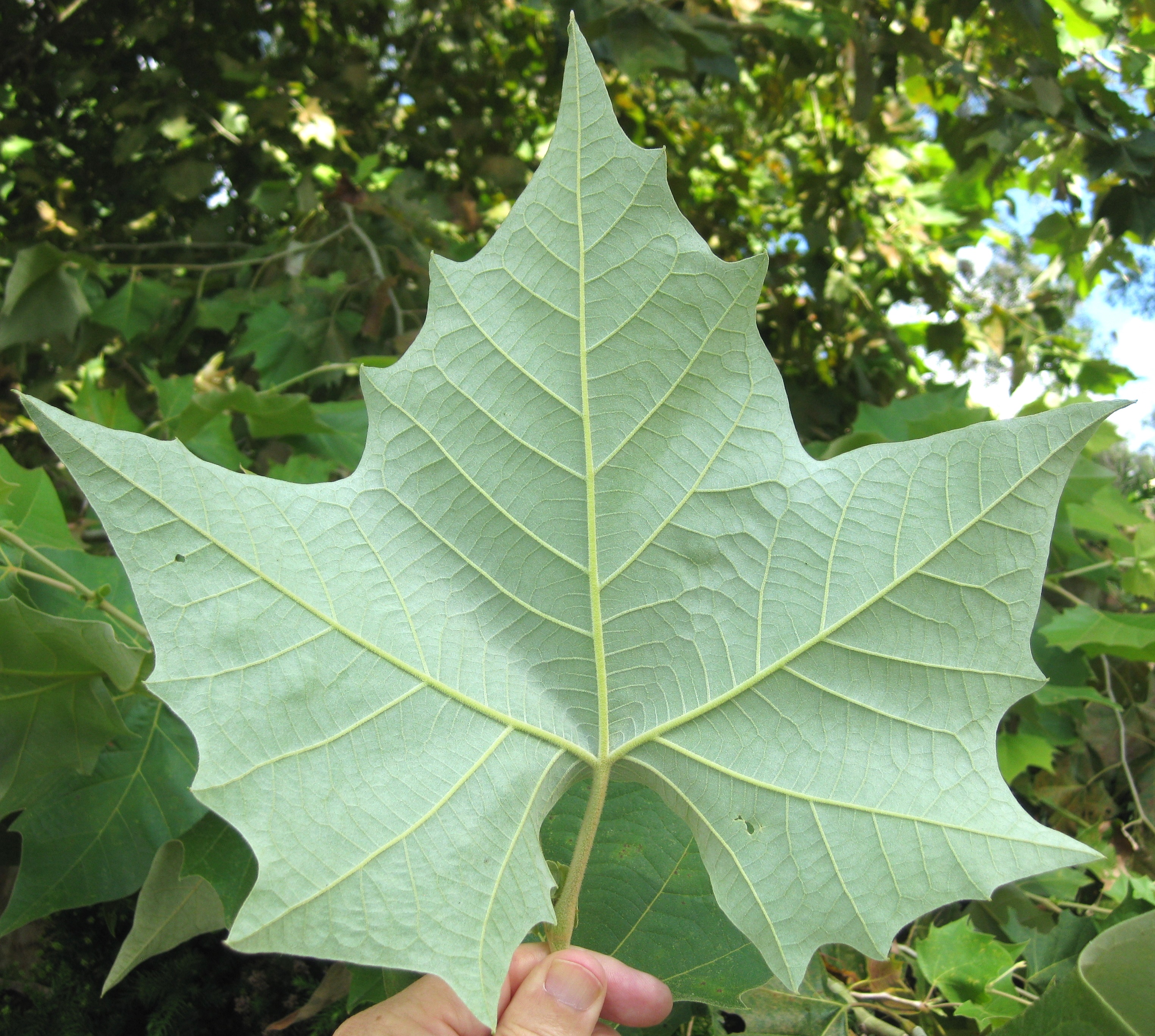 mexican sycamore tree growth rate