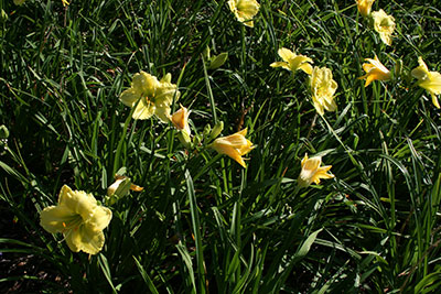 Daylilies: A Low-Maintenance Landscape Plant | Gardening ...