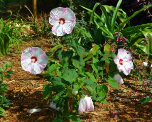 Flowering plants benefit from fertilizer but make sure your soil needs the nutrients before an application.  Photo:  Beth Bolles, UF IFAS Escambia Extension