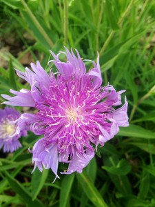 Stokes' Aster in bloom. 