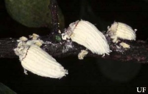 Cottony cushion scales, Icerya purchasi, on twig. Credits: James Castner, University of Florida