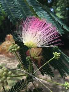 Bloom and foliage of mimosa tree.