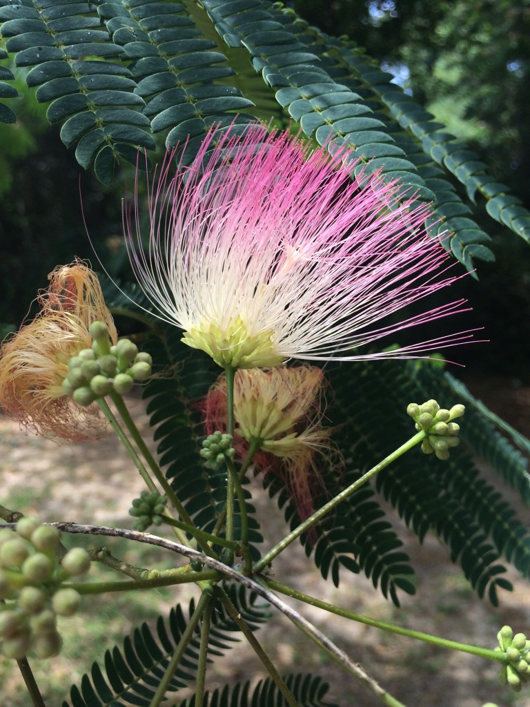A Lovely but Troublesome Tree Gardening in the Panhandle