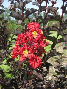 'Ebony Fire' is a new crapemyrtle with burgundy leaves and bright red flowers. Photo by Gary Knox