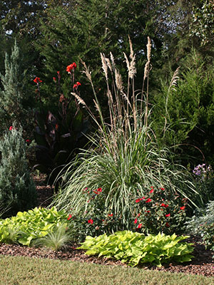 How to grow and care for Pampas Grass?