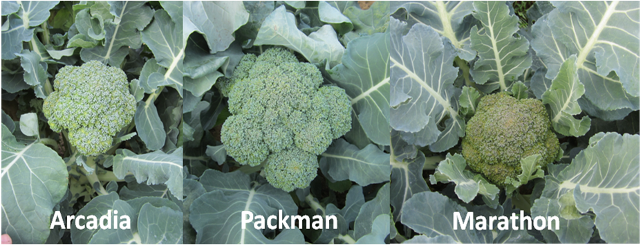 Broccoli Varieties. photo credit - Blake Thaxton