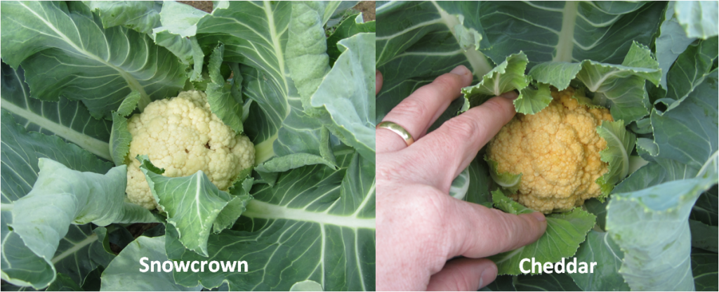 Cauliflower Varieties. photo credit - Blake Thaxton