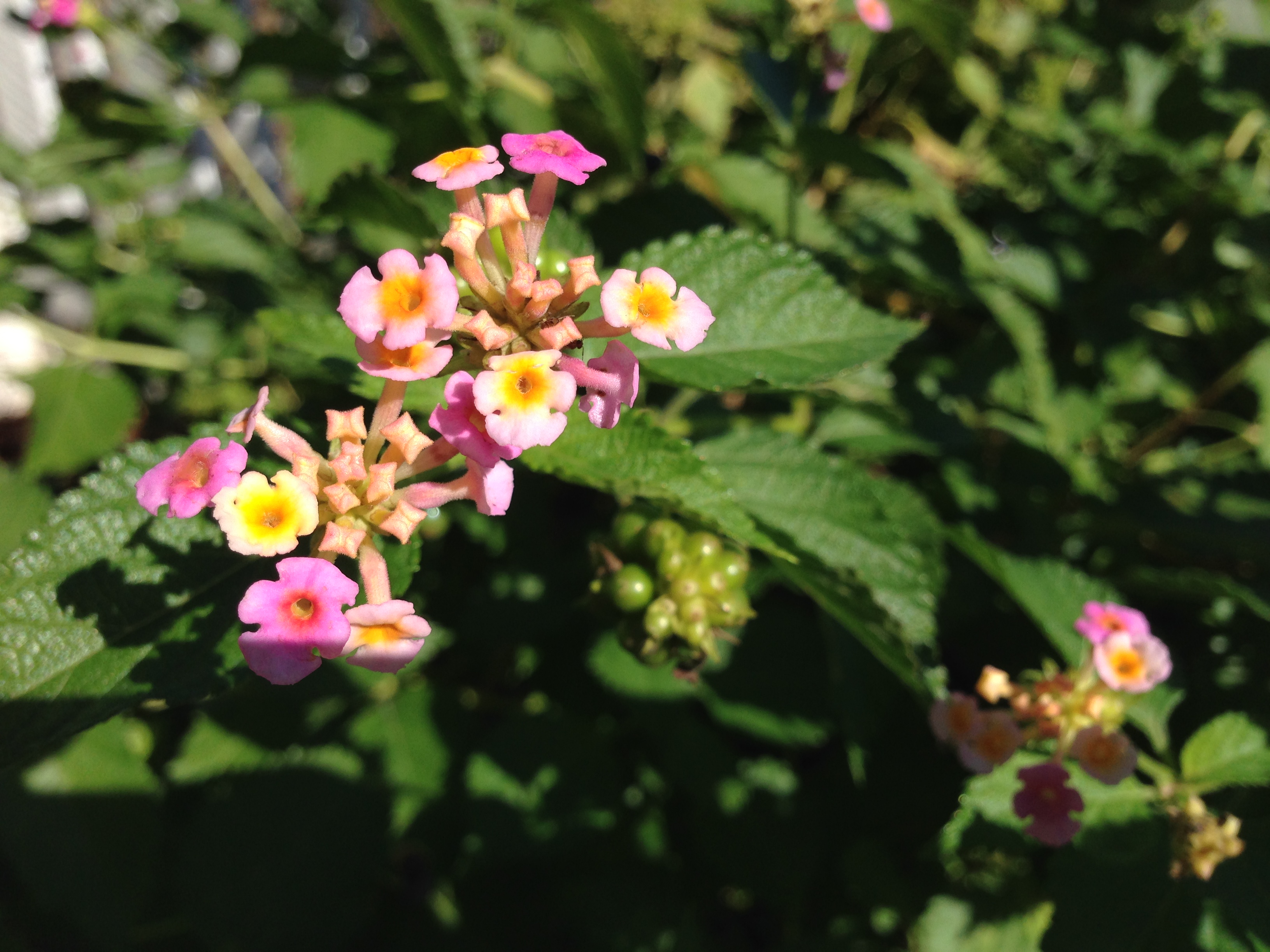 are kalanchoe plants poisonous to dogs and cats