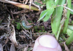 Sod webworm larvae. Photo courtesy UF/IFAS. 