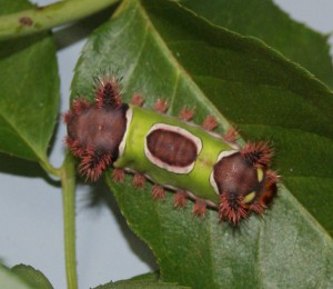 Saddleback Caterpillar, Acharia stimulea. Image Credit Matthew Orwat