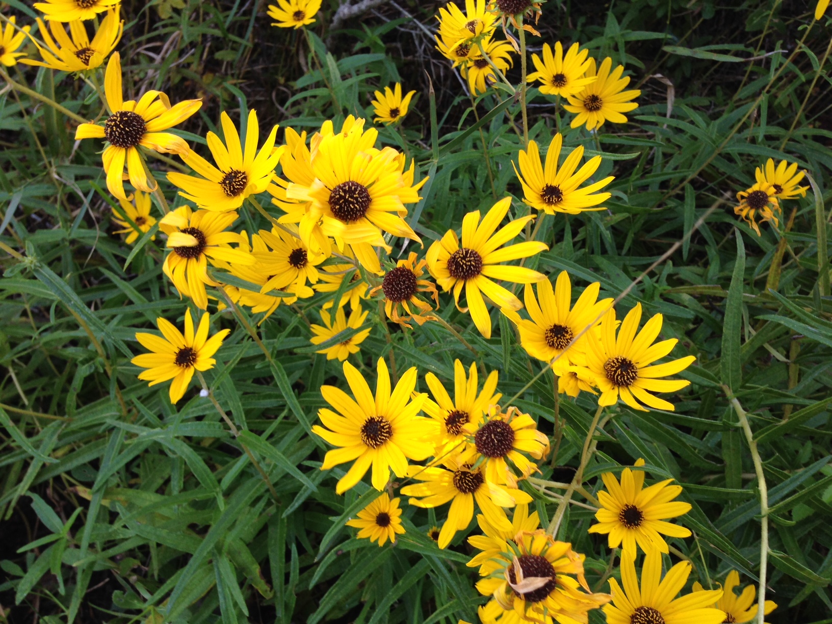 florida-wildflowers-narrowleaf-sunflower-gardening-in-the-panhandle