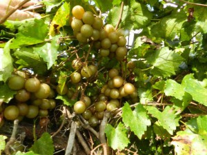 Prolific producing muscadine cultivar 'Granny Val' - Image Credit Dr. Peter C. Andersen