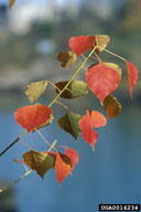 Fall color of Chinese tallow