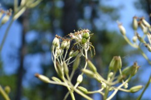 Lynx spider bbolles