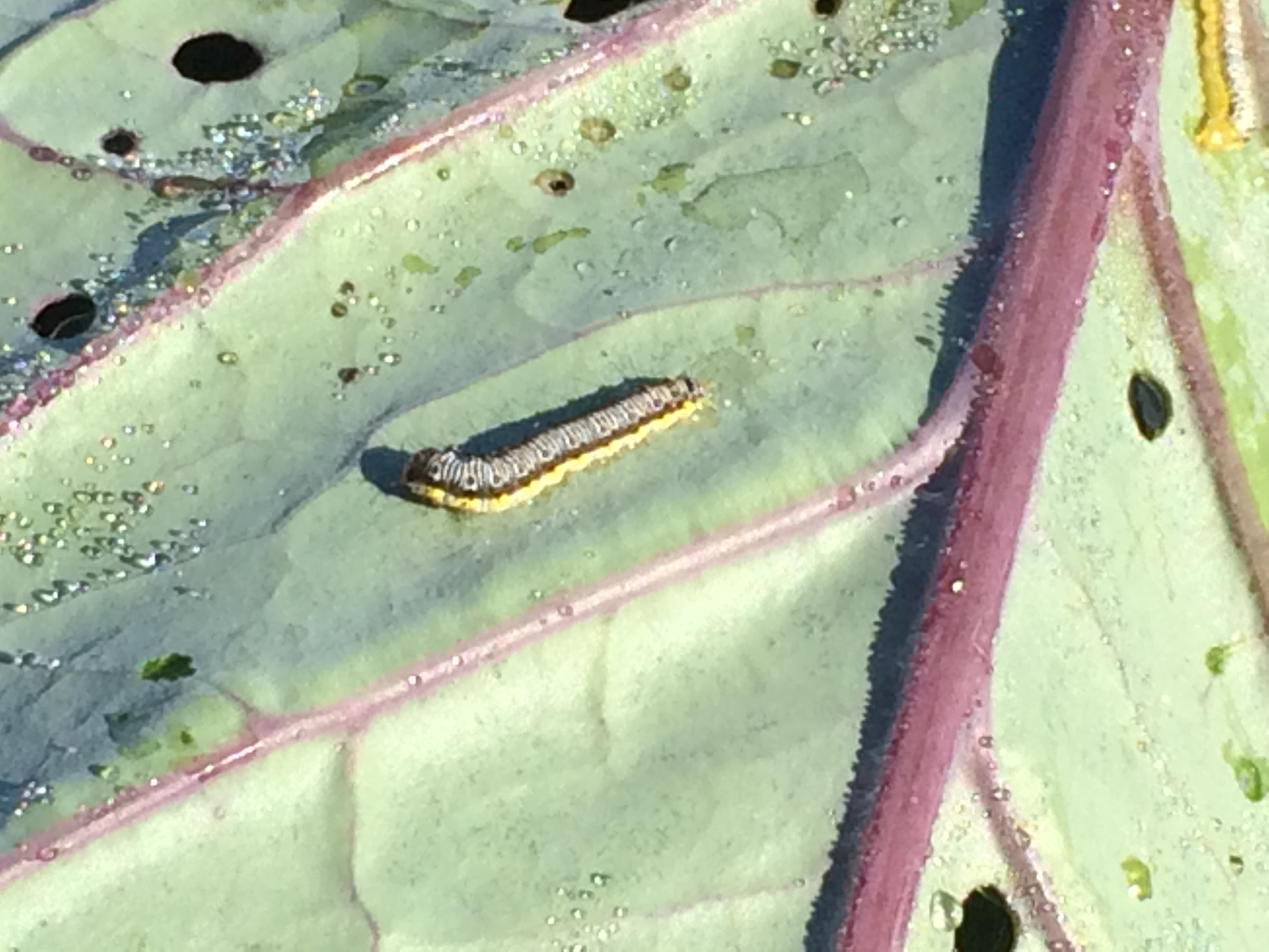 Pest Alert! Cross-Striped Cabbageworms