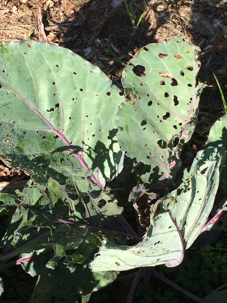Damage caused by Cross-Striped Cabbageworm - Photo Credit: Blake Thaxton