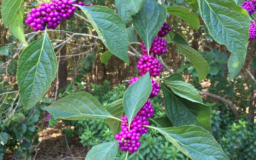 Florida Native Plants: Beautyberry