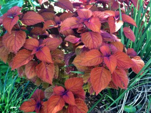 Burnt orange foliage standing out amongst the neutral green of the landscape. Photo courtesy Taylor Vandiver.