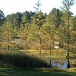 The permanently wet detention pond lined with cypress trees and sawgrass also provides habitat for fish, birds, and reptiles. Photo credit: Carrie Stevenson