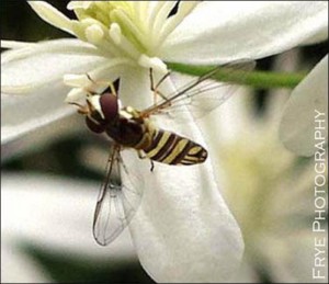 Hover Fly. Image Credit EDIS, Roy Frye 