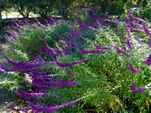 Deep purple blooms on a salvia in the landscape. Photo courtesy Taylor Vandiver.