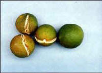 Fruit Splitting in Dooryard Citrus