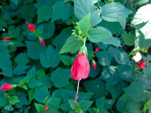 Turk's cap showing off its unique blooms. Photo courtesy Taylor Vandiver